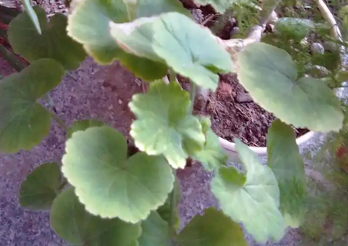 圆叶子植物,叫什么?