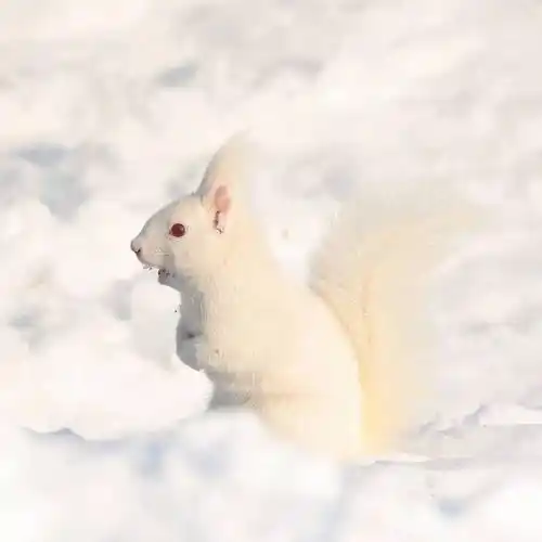 世界上非常非常罕见的白松鼠,雪地里的精灵!_雪白色_物种_高田理惠