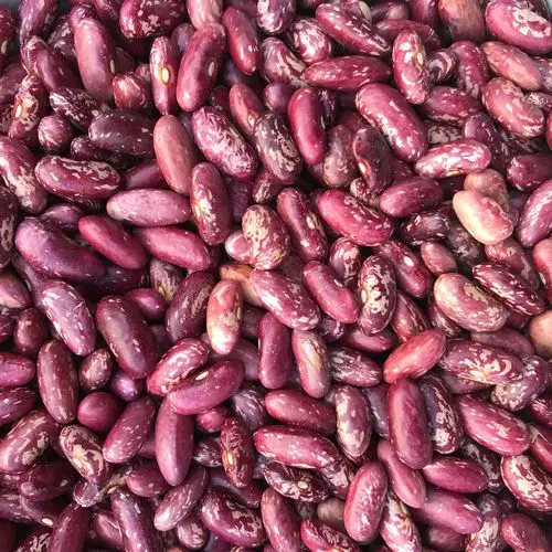 工厂供应红花芸豆奶花芸豆花筋豆白芸豆花腰豆金丝豆紫花芸豆杂粮