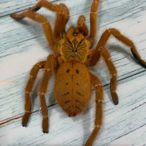 巴布非洲烈阳c8活体宠物蜘蛛无毒温顺现货蜘蛛