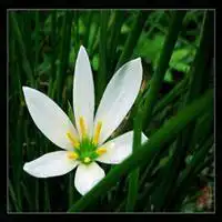 兰花草头像图片大全_微信头像图片大全