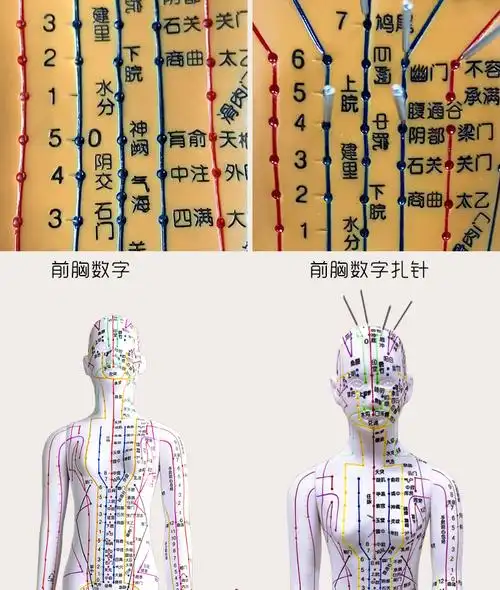 针灸人体模型扎针款针灸穴位人体模型全身家用中医十二经络图小皮人