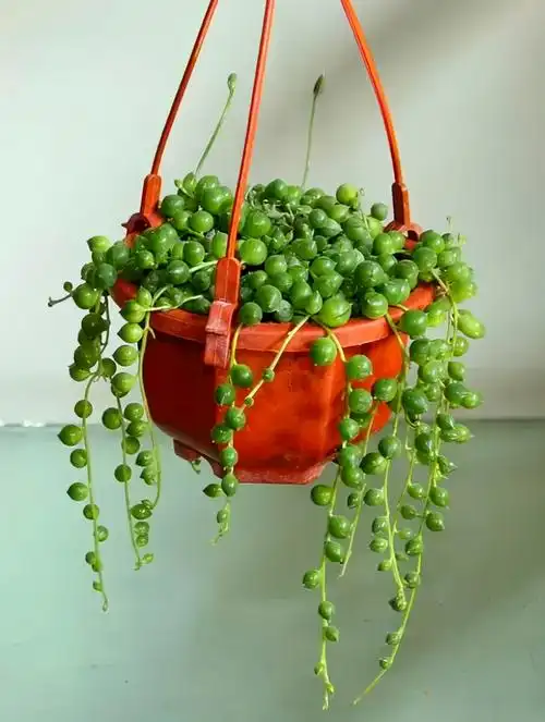 多肉植物"情人泪"的养护秘诀