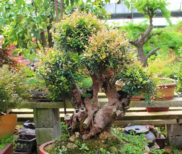 珍贵稀少品种小米三叶红芽赤楠盆景大家有没有见过