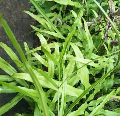 是凤尾蕨科凤尾蕨属多年生草本植物,高可达24-60厘米.