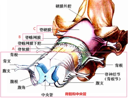 [详情]所谓的椎管内肿瘤就是椎管内的这些组织结构上长了肿瘤.