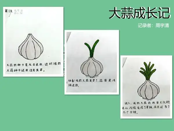 一篇篇观察日记,见证着播种,孕育到成长,字里行间洋溢着孩子们的