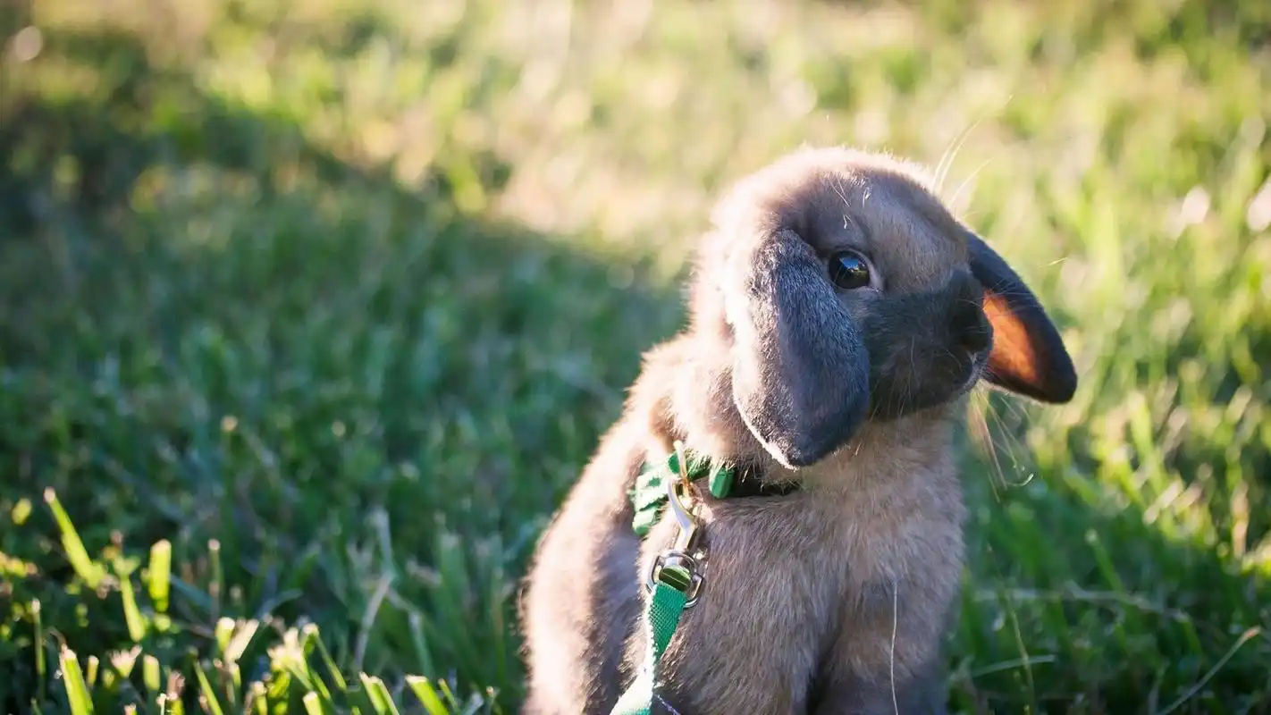 治愈系可爱小兔子唯美高清桌面壁纸高清大图预览1920x1080_动物壁纸
