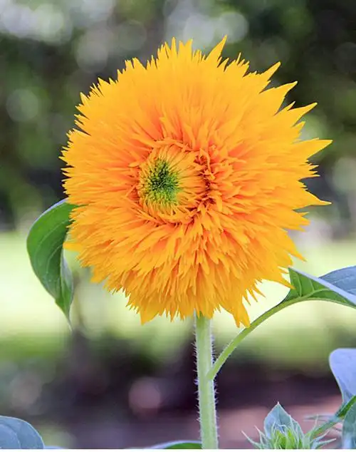 芊阙玩具熊向日葵种子苗种籽小夏矮生太阳花观赏盆栽种植幼苗孑秧t8