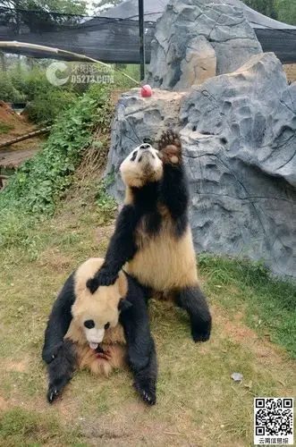 为训练后肢能力 大熊猫每日站立5分钟(图)
