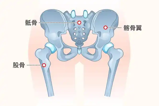 配合韧带支撑起咱的皮肉,臀部主要由两块骨盆骨组成,连接着骶骨和股骨