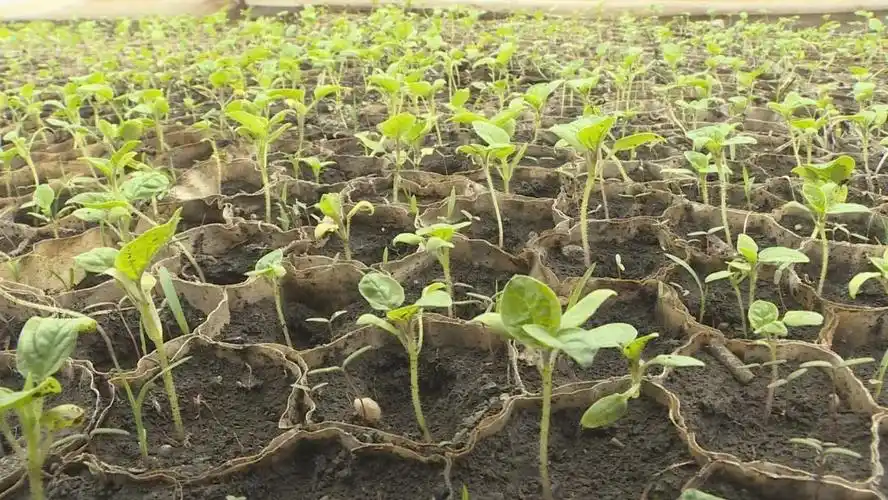 长发镇张志菇娘开始分苗移栽