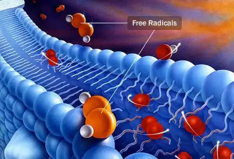 1.自由基是什么