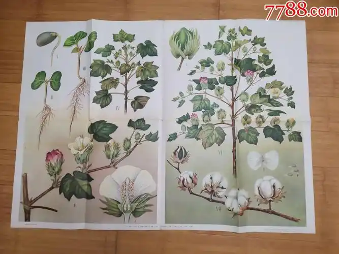 1965年全开教学挂图棉花的生长发育过程