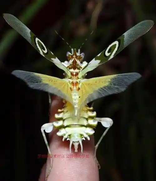 200张异形螳螂实拍昆虫图鉴漫画插画绘画设计参考素材淘宝网