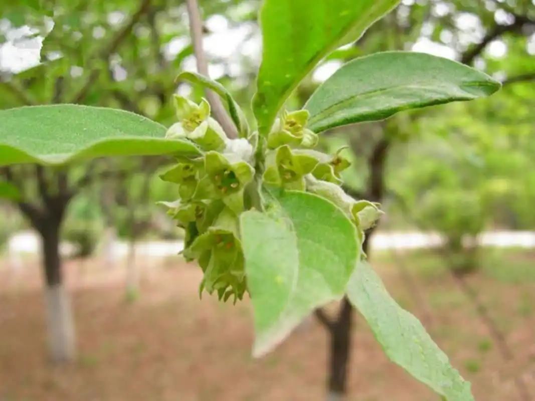 翅果油树 今日植物~ 翅果油树(elaeagnusmollisdiels)是胡颓子属植物