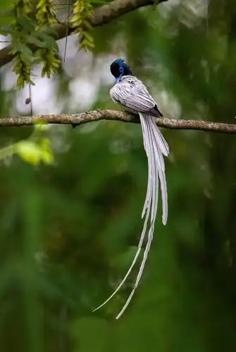 能与传说中的凤凰媲美的小鸟-寿带鸟.