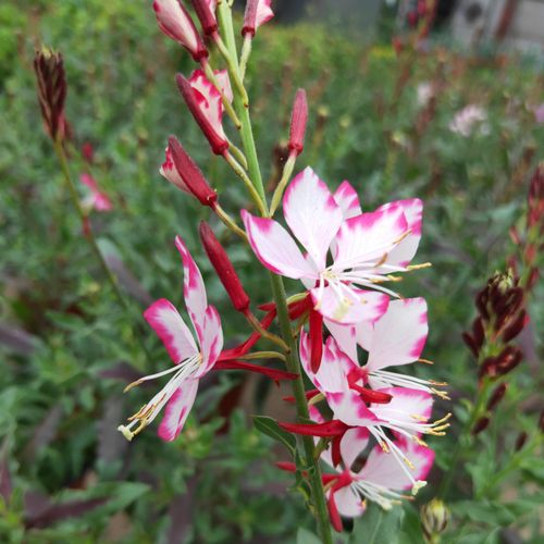 山桃草紫叶新款千鸟花多年生宿根花园庭院花镜地被植物花期长包邮