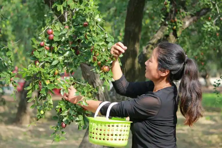 相枣采摘