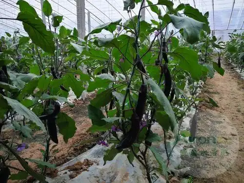 不清楚大棚茄子的种植技术和管理?手把手教您种茄子!