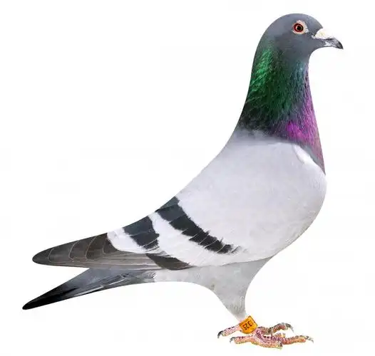 原创比利时超级天赋赛鸽选手阿得里安米瑞巴尔