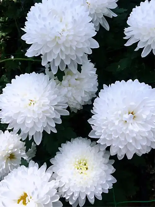 "赏菊之美学菊之魂"长江西路小学秋游活动剪影