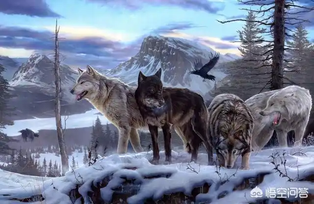 动物世界狼之心有人说狼是狗的祖先那是狼退化了还是狗进化了呢