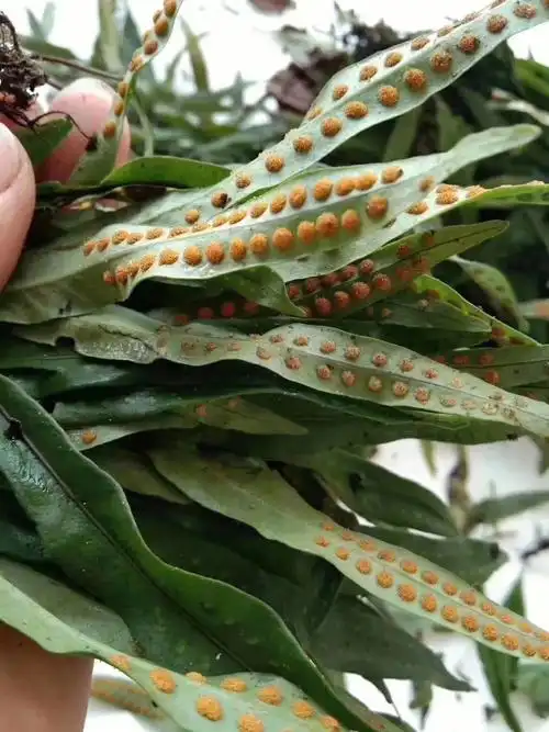 缓慢,都会沉淀一些沾附在过滤器官上的附浊分子,日积月累形成"结石