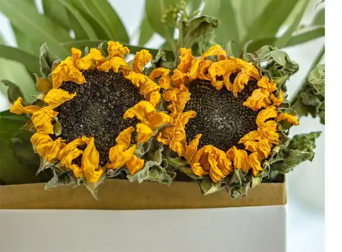 氧颜向日葵干花花束真花文艺田园北欧风装饰家居办公样板间摆设拍照