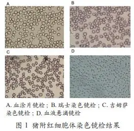 法国诗华推荐阅读猪群保健猪附红细胞体感染