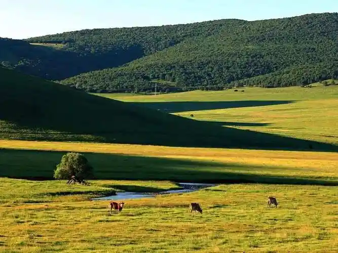 爱在中国杭盖草原心灵牧场科右前旗