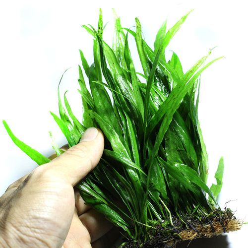 皇冠草中后景草细叶铁皇冠懒人阴性水草可捆绑沉木易活 细叶铁皇冠