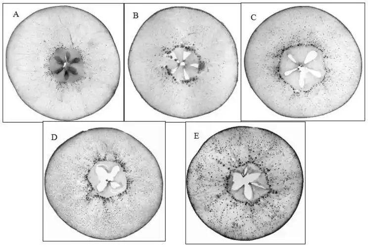 cn113109118a_一种可视化半定量快速评价梨果石细胞的方法在审
