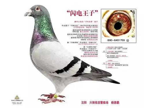 传奇"桑杰士":世界上飞得最快的鸽系