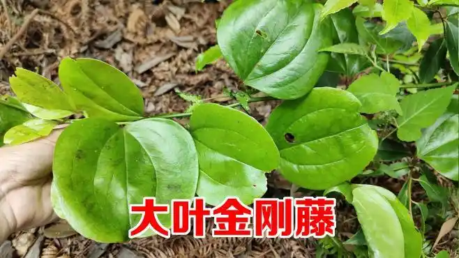 金刚藤泡酒作用这么厉害?