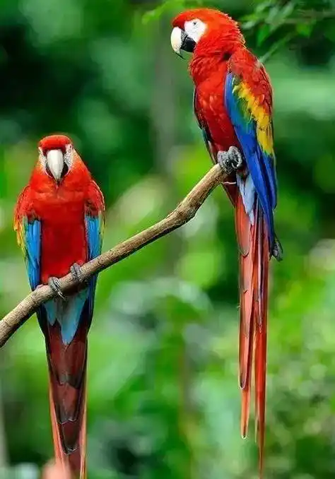 飞翔的彩虹绯红金刚鹦鹉