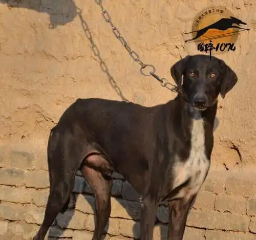 山东细犬和陕西细犬的区别在哪里?衡量标准是?