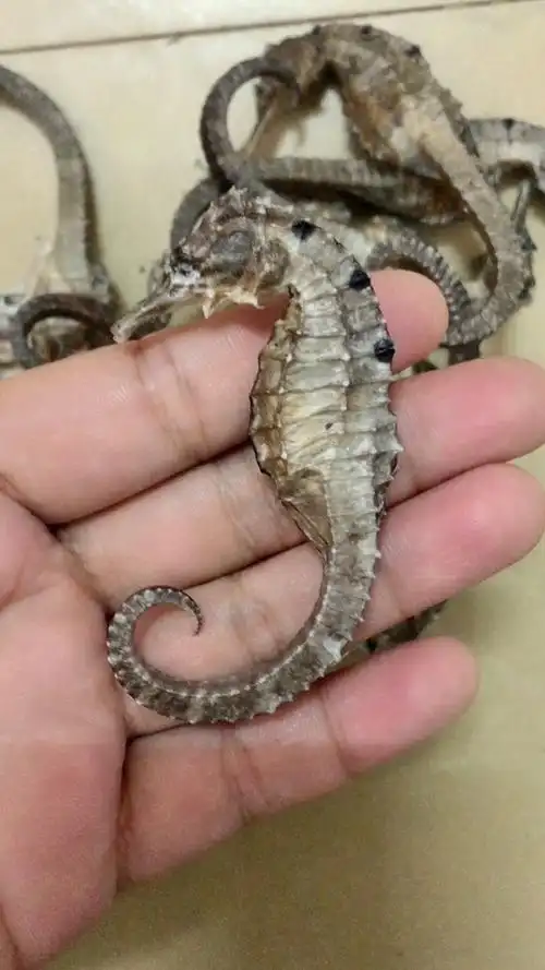 野生三斑海马挑选出货03