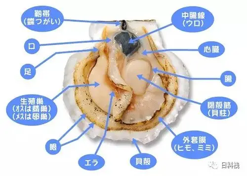 内脏1.出水管2.入水管3.肛门↑蛤的结构:via:item.rakuten.co.