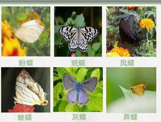 各种各样的蝴蝶