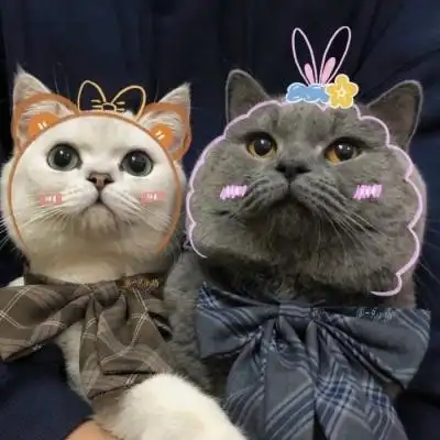 猫咪情侣头像你是我的来日方长