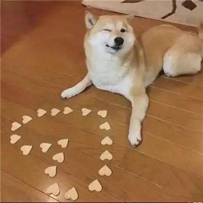 柴犬头像高清头像图片高清可爱的柴犬狗头像图片