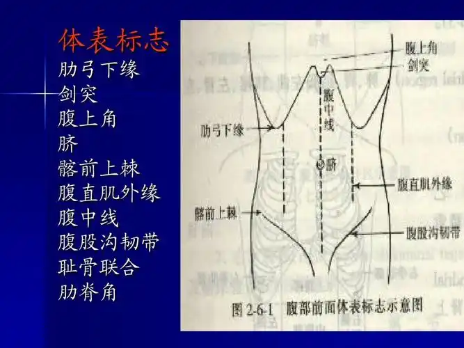 肋弓下缘 剑突 腹上角 脐 髂前上棘 腹直肌外缘 腹中线 腹股沟韧带