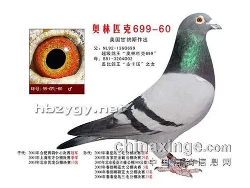 每日一鸽甘纳斯783追朔根源附图