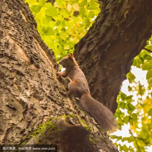 松鼠在爬树