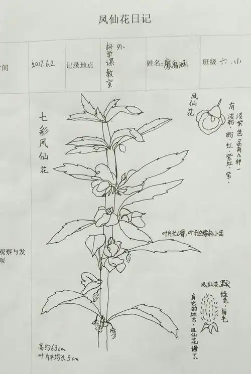 童心植物图鉴之凤仙花
