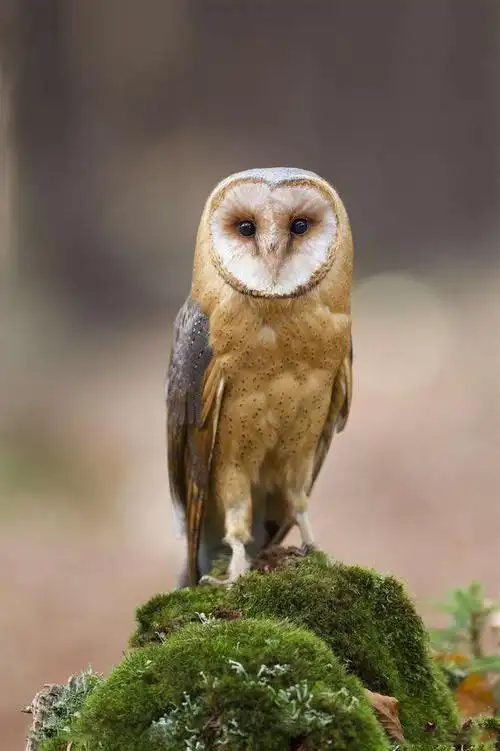 鸮形目草鸮科草鸮属草鸮正面