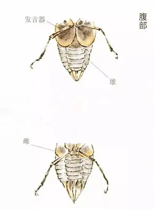 国画小课题蝉的画法