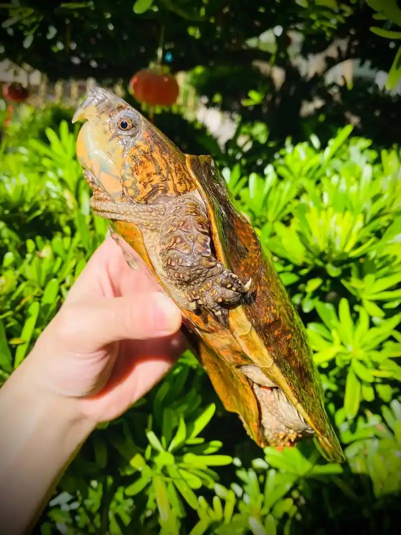 顶级满花鹰嘴龟.颜色鲜有有花纹的品种真的很让人上头.#乌龟  - 抖音