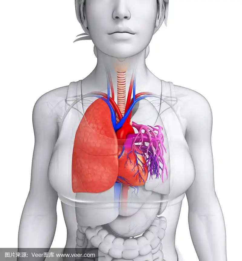 女性肺解剖